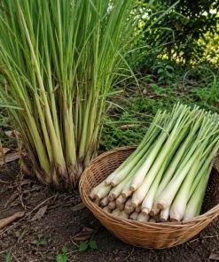 Lemongrass Live Plant Set of 2 – 1 Gallon Pot – Fragrant Perennial Herb for Indoor/Outdoor - Image 5