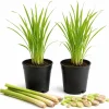 Lemongrass Live Plant Set of 2 – 1 Gallon Pot – Fragrant Perennial Herb for Indoor/Outdoor - Image 1