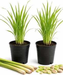 Lemongrass Live Plant Set of 2 – 1 Gallon Pot – Fragrant Perennial Herb for Indoor/Outdoor - Image 1