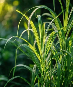 Lemongrass Seeds 100 Count - Heirloom Aromatic Medicinal Herb - Image 2