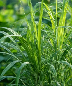 Lemongrass Seeds 100 Count - Heirloom Aromatic Medicinal Herb - Image 4
