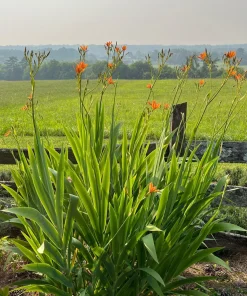 Leopard Lily Live Plant – Iris domestica – Blackberry Lily – 1 Quart Pot – Outdoor - Image 2