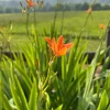 Leopard Lily Live Plant – Iris domestica – Blackberry Lily – 1 Quart Pot – Outdoor - Image 1