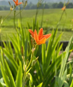 Leopard Lily Live Plant – Iris domestica – Blackberry Lily – 1 Quart Pot – Outdoor - Image 1