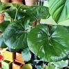 Leopard Plant Live - Farfugium japonicum - Shade Garden Foliage Plant - Image 1