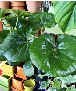 Leopard Plant Live - Farfugium japonicum - Shade Garden Foliage Plant - Image 1
