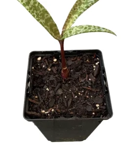 Leopardo Lily Live Plant – Potted Houseplant – Exotic Indoor Beauty - Image 2