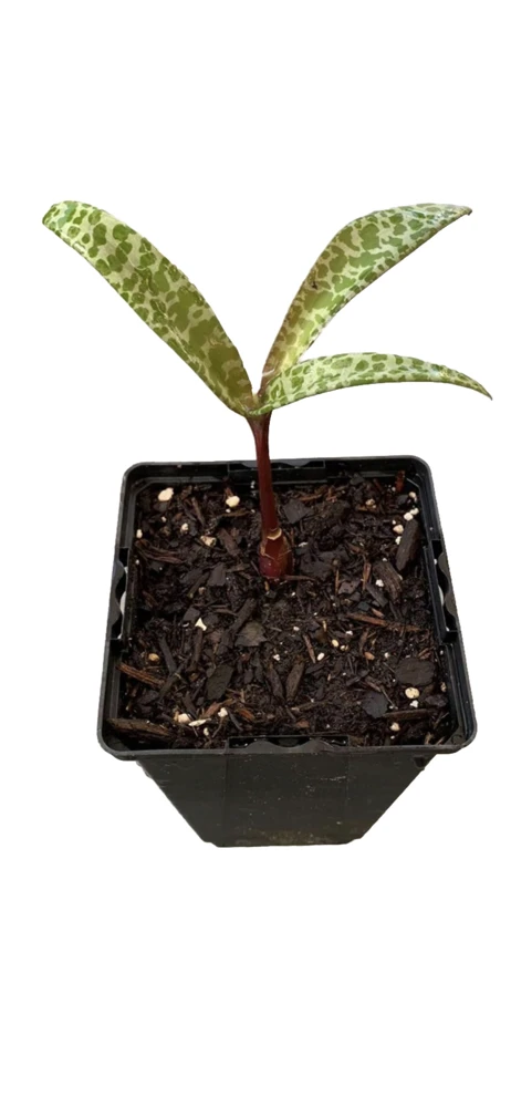 Leopardo Lily Live Plant – Potted Houseplant – Exotic Indoor Beauty - Image 2