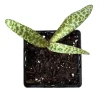 Leopardo Lily Live Plant – Potted Houseplant – Exotic Indoor Beauty - Image 1