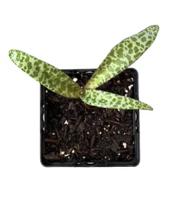 Leopardo Lily Live Plant – Potted Houseplant – Exotic Indoor Beauty - Image 1