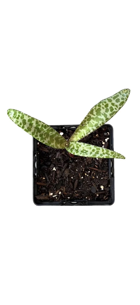 Leopardo Lily Live Plant – Potted Houseplant – Exotic Indoor Beauty - Image 1