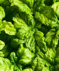 Lettuce Leaf Basil Seeds - 500 Count Ocimum Basilicum Herb Seeds Annual - Image 2