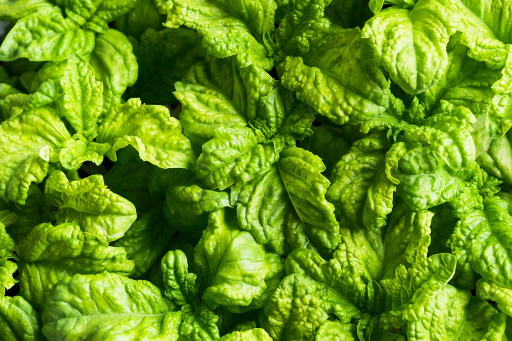 Lettuce Leaf Basil Seeds - 500 Count Ocimum Basilicum Herb Seeds Annual - Image 2