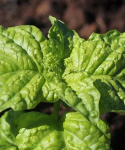 Lettuce Leaf Basil Seeds - 500 Count Ocimum Basilicum Herb Seeds Annual - Image 3