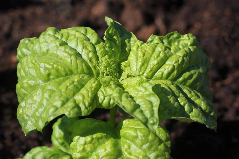 Lettuce Leaf Basil Seeds - 500 Count Ocimum Basilicum Herb Seeds Annual - Image 3