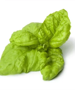 Lettuce Leaf Basil Seeds - 500 Count Ocimum Basilicum Herb Seeds Annual - Image 4