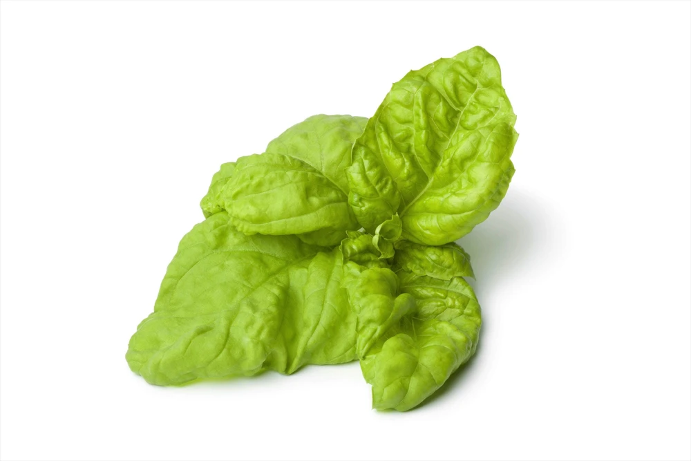 Lettuce Leaf Basil Seeds - 500 Count Ocimum Basilicum Herb Seeds Annual - Image 4