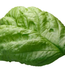 Lettuce Leaf Basil Seeds - 500 Count Ocimum Basilicum Herb Seeds Annual - Image 5