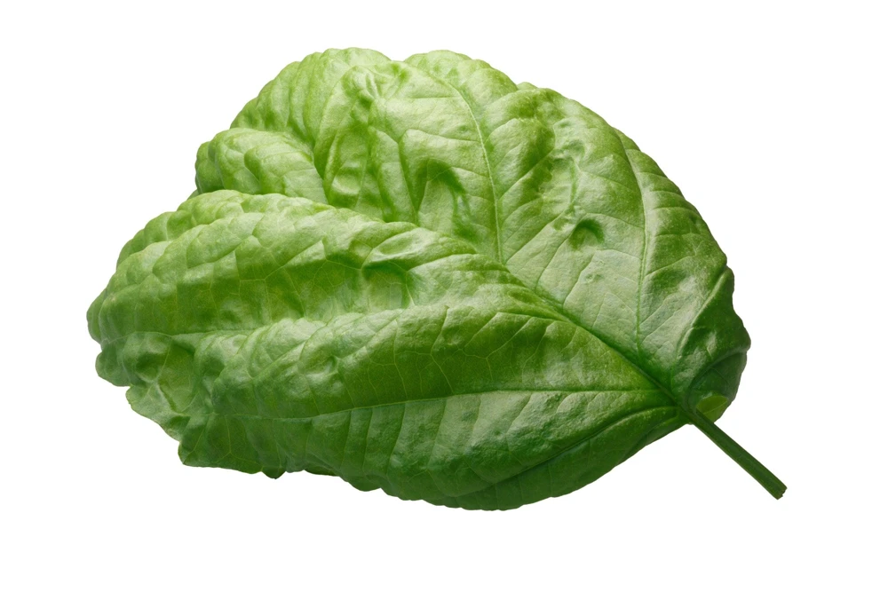 Lettuce Leaf Basil Seeds - 500 Count Ocimum Basilicum Herb Seeds Annual - Image 5