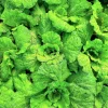 Lettuce Leaf Basil Seeds - 500 Count Ocimum Basilicum Herb Seeds Annual - Image 1