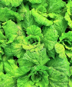 Lettuce Leaf Basil Seeds - 500 Count Ocimum Basilicum Herb Seeds Annual - Image 1