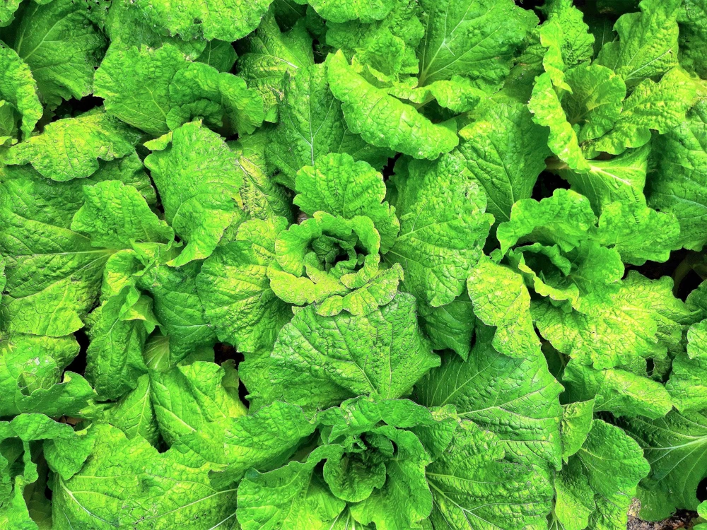 Lettuce Leaf Basil Seeds - 500 Count Ocimum Basilicum Herb Seeds Annual - Image 1