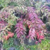 Leucothoe 'Rainbow' Live Plant - Variegated Evergreen Shrub - #2 Container - Outdoor Shade - Image 1