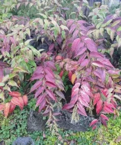 Leucothoe 'Rainbow' Live Plant - Variegated Evergreen Shrub - #2 Container - Outdoor Shade - Image 1