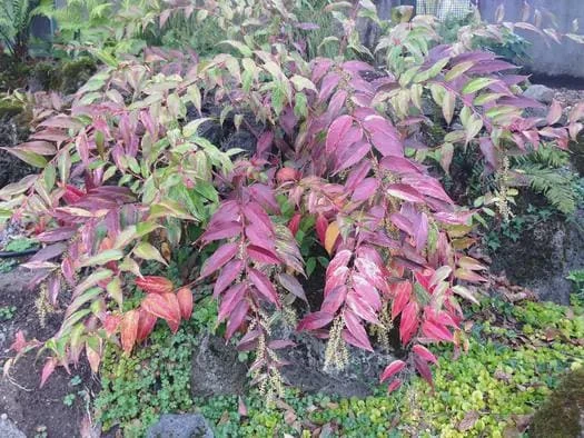 Leucothoe 'Rainbow' Live Plant - Variegated Evergreen Shrub - #2 Container - Outdoor Shade - Image 1