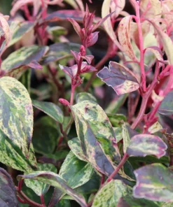 Leucothoe 'Rainbow' Live Plant - Variegated Evergreen Shrub - #2 Container - Outdoor Shade - Image 2