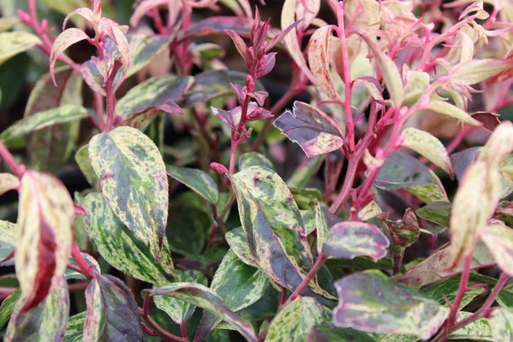 Leucothoe 'Rainbow' Live Plant - Variegated Evergreen Shrub - #2 Container - Outdoor Shade - Image 2