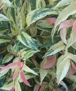 Leucothoe 'Rainbow' Live Plant - Variegated Evergreen Shrub - #2 Container - Outdoor Shade - Image 3