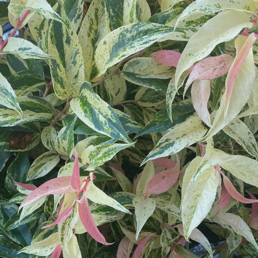 Leucothoe 'Rainbow' Live Plant - Variegated Evergreen Shrub - #2 Container - Outdoor Shade - Image 3