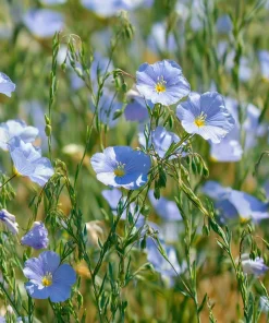 Lewis Flax Seeds – Linum lewisii Wildflower Seeds – 100 Seeds, Pale Blue Blooms, Pollinator Friendly - Image 2
