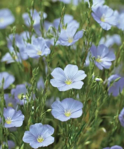 Lewis Flax Seeds – Linum lewisii Wildflower Seeds – 100 Seeds, Pale Blue Blooms, Pollinator Friendly - Image 3