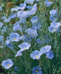 Lewis Flax Seeds – Linum lewisii Wildflower Seeds – 100 Seeds, Pale Blue Blooms, Pollinator Friendly - Image 4