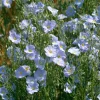 Lewis Flax Seeds – Linum lewisii Wildflower Seeds – 100 Seeds, Pale Blue Blooms, Pollinator Friendly - Image 1