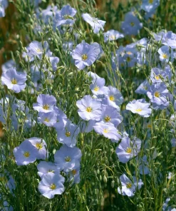 Lewis Flax Seeds – Linum lewisii Wildflower Seeds – 100 Seeds, Pale Blue Blooms, Pollinator Friendly - Image 1