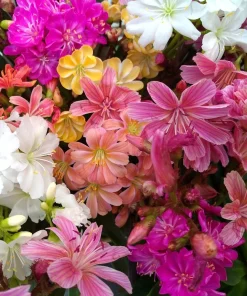 Lewisia Rainbow Mix Hardy Succulent Live Starter Plant 2.5"x3.5" Pot Colorful Flowering - Image 2