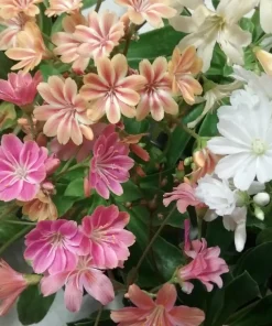 Lewisia Rainbow Mix Hardy Succulent Live Starter Plant 2.5