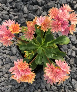Lewisia Rainbow Mix Hardy Succulent Live Starter Plant 2.5