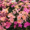 Lewisia Rainbow Mix Hardy Succulent Live Starter Plant 2.5"x3.5" Pot Colorful Flowering - Image 1