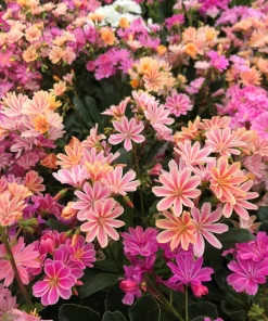 Lewisia Rainbow Mix Hardy Succulent Live Starter Plant 2.5"x3.5" Pot Colorful Flowering - Image 1
