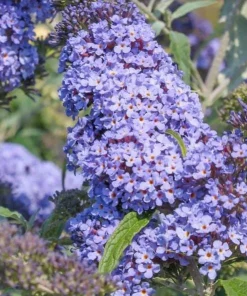 Light Blue Buddleia Live Plant – Fragrant Butterfly Bush – 4-6 Inch Tall - Image 2