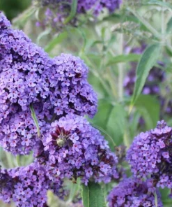 Light Blue Buddleia Live Plant – Fragrant Butterfly Bush – 4-6 Inch Tall - Image 4