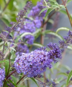 Light Blue Buddleia Live Plant – Fragrant Butterfly Bush – 4-6 Inch Tall - Image 5