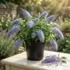 Light Blue Buddleia Live Plant – Fragrant Butterfly Bush – 4-6 Inch Tall - Image 1
