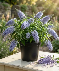 Light Blue Buddleia Live Plant – Fragrant Butterfly Bush – 4-6 Inch Tall - Image 1