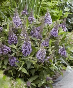 Light Blue Buddleia Live Plant – Fragrant Butterfly Bush – 4-6 Inch Tall - Image 6