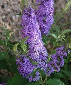 Light Blue Buddleia Live Plant – Fragrant Butterfly Bush – 4-6 Inch Tall - Image 7